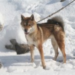 Shikoku ősi japán fajta kutyák
