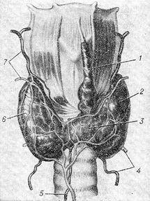 Hormonii tiroidieni sunt nodurile