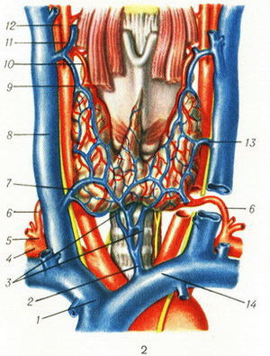 Hormonii tiroidieni sunt nodurile