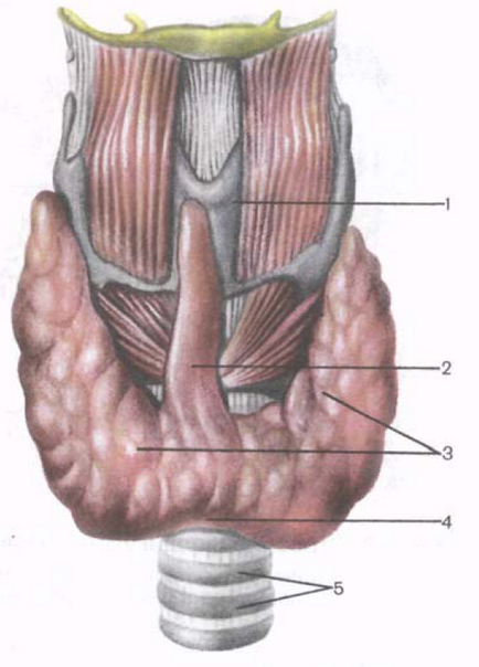 Щитовидна залоза - сторінка 3