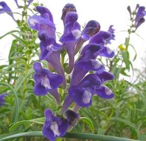Scutellaria baicalensis terápiás tulajdonságainak és ellenjavallatok (sapkát) Bajkál skullcap gyógyszer tulajdonságait és ellenjavallatok