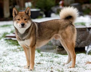 Shikoku (shikoku) descrierea rasei, caracteristici, fotografii, totul despre câini