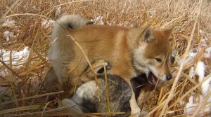 Shikoku (shikoku) descrierea rasei, caracteristici, fotografii, totul despre câini