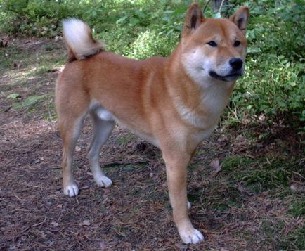 Shikoku (shikoku) descrierea rasei, caracteristici, fotografii, totul despre câini