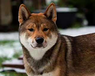 Сікоку (шікоку) опис породи, характеристика, фото, все про собак