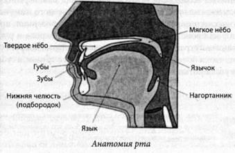 Simptomele bolilor la nivelul buzelor și al gurii