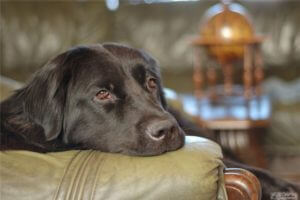 Simptomele colitei la câini - sfaturile medicilor veterinari