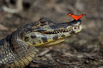 Povestea crocodilului, care voia să devină bună (tauri de lilieci)