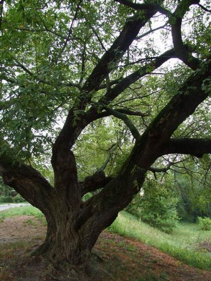 Cât de vechi este copacul de arțar