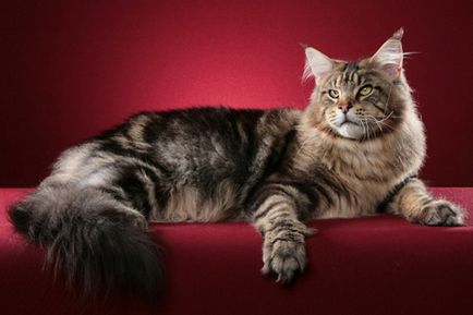 Hány évig él Maine Coon