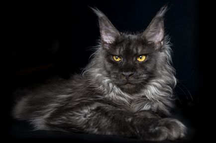 Hány évig él Maine Coon