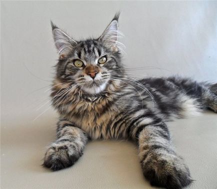 Hány évig él Maine Coon