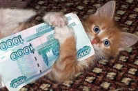 Mennyibe kerül egy cica skót cica az árak, a költségek egy cica, cica eladó,