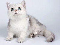 Скільки коштує кошеня, ціни на шотландських кошенят, вартість британського кошеня, продаж кошенят,