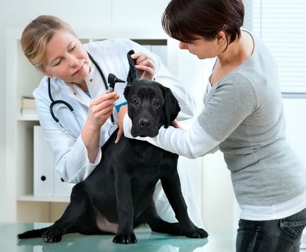 Cât câștigă medicul veterinar?