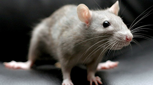 Скільки живуть щурі в домашніх умовах, термін життя декоративних щурів