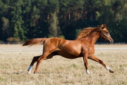 Viteza maximă a lui Horse, medie