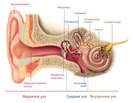 Structura și funcția sistemului auditiv uman