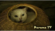 Urmăriți gratuit pisica doryam și samurai (samurai pisică neko zamurai) online în limba rusă sau cu