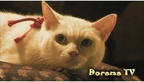 Urmăriți gratuit pisica doryam și samurai (samurai pisică neko zamurai) online în limba rusă sau cu