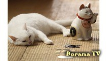 Urmăriți gratuit pisica doryam și samurai (samurai pisică neko zamurai) online în limba rusă sau cu