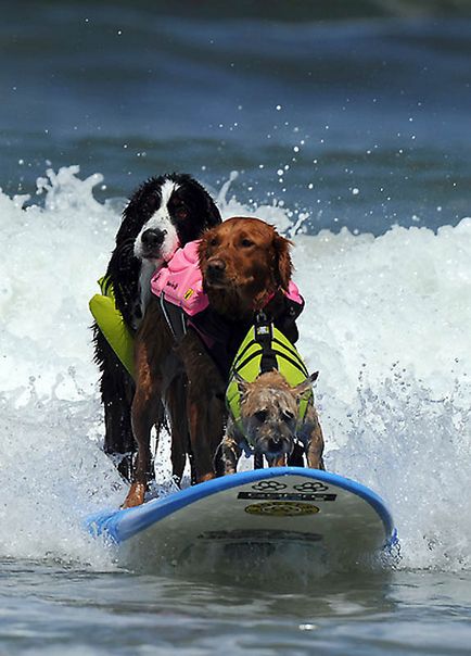 Din nou câine surfing - știri în fotografii