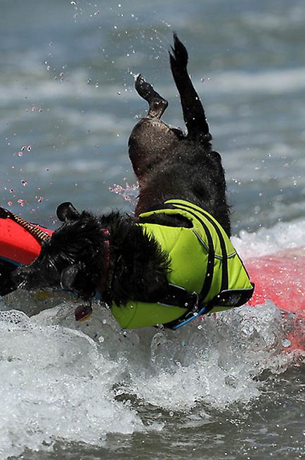 Din nou câine surfing - știri în fotografii