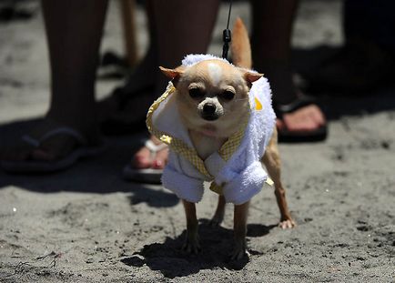 Din nou câine surfing - știri în fotografii