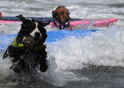 Din nou câine surfing - știri în fotografii