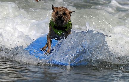 Din nou câine surfing - știri în fotografii