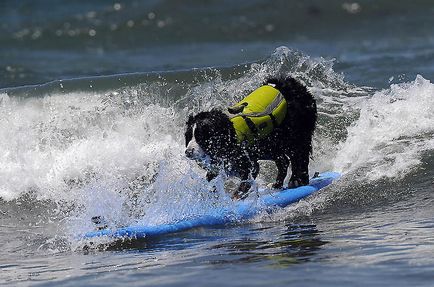 Знову собачий серфінг - новини в фотографіях