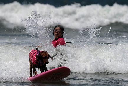 Din nou câine surfing - știri în fotografii