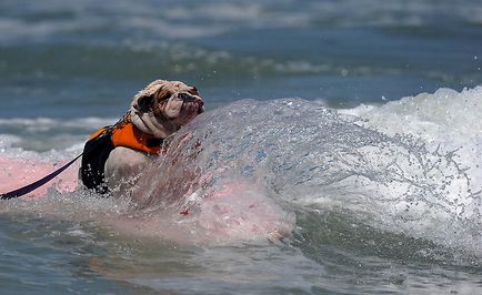 Din nou câine surfing - știri în fotografii