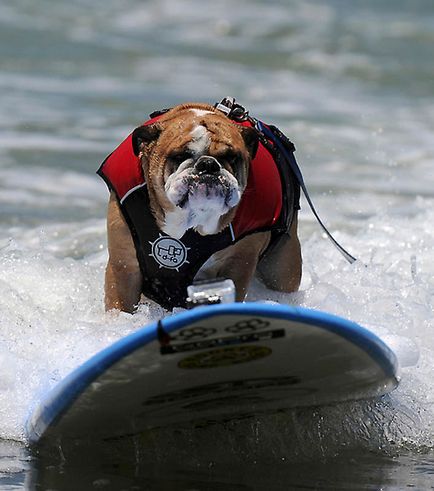 Din nou câine surfing - știri în fotografii