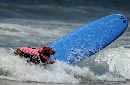 Din nou câine surfing - știri în fotografii