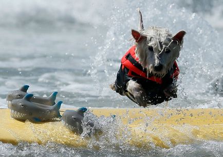 Dog surfing, știri de fotografie