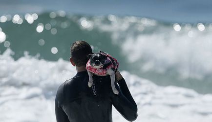 Dog surfing, știri de fotografie