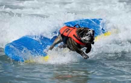 Dog surfing, știri de fotografie