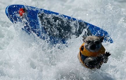 Dog surfing, știri de fotografie