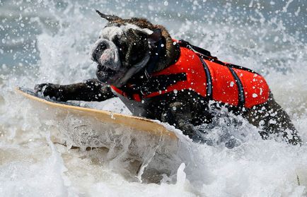 Dog surfing, știri de fotografie