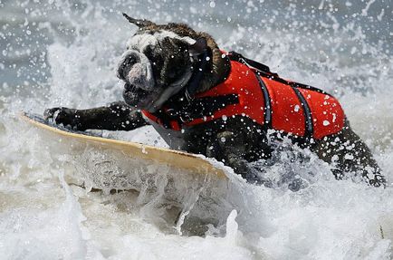 Dog surfing, știri de fotografie