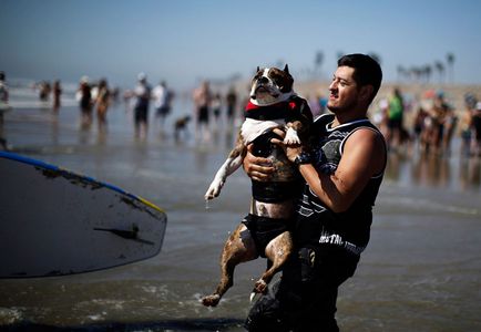 Dog surfing, știri de fotografie