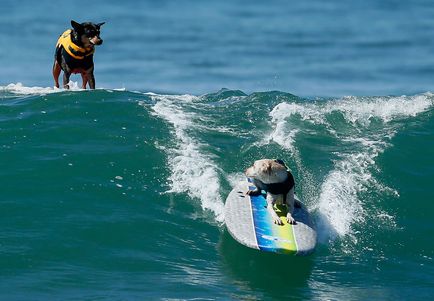 Dog surfing, știri de fotografie