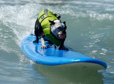 Dog surfing, știri de fotografie