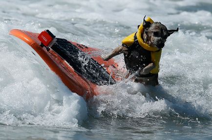 Dog surfing, știri de fotografie