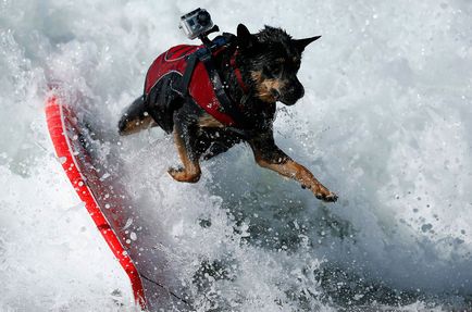 Dog surfing, știri de fotografie