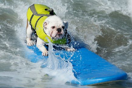 Dog surfing, știri de fotografie