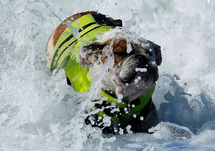 Dog surfing, știri de fotografie