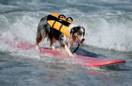 Dog surfing, știri de fotografie