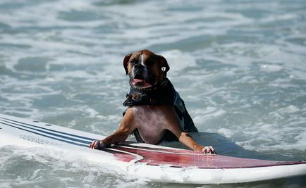 Dog surfing, știri de fotografie